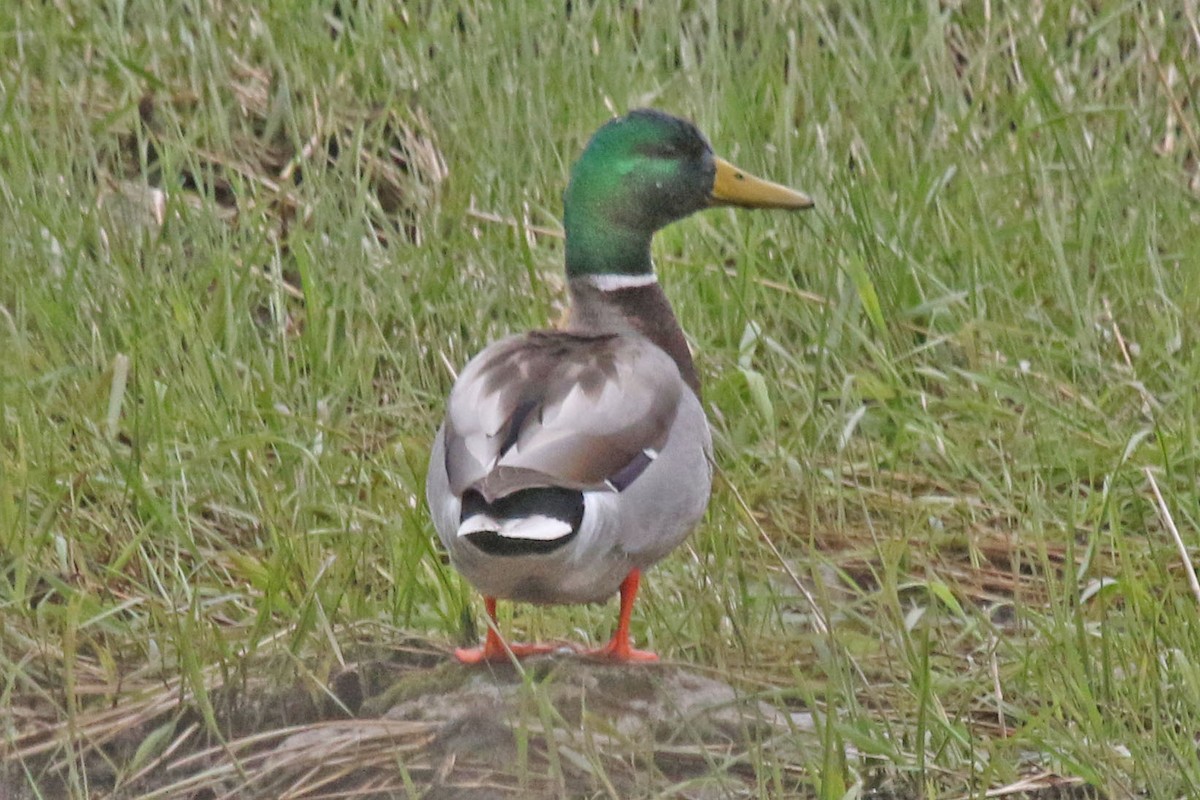 Mallard - ML617747997