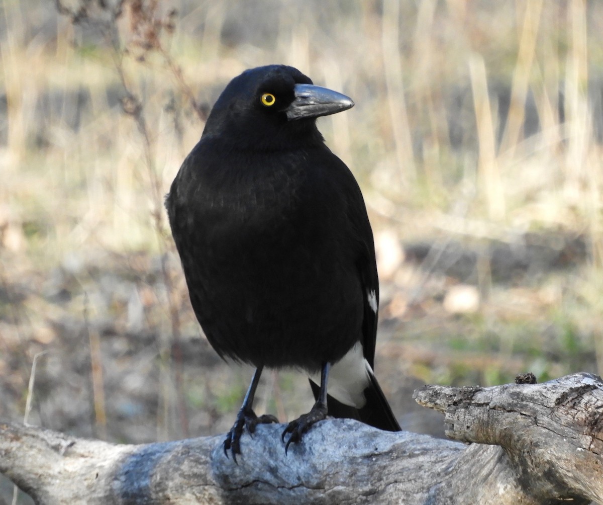 Pied Currawong - ML61774801