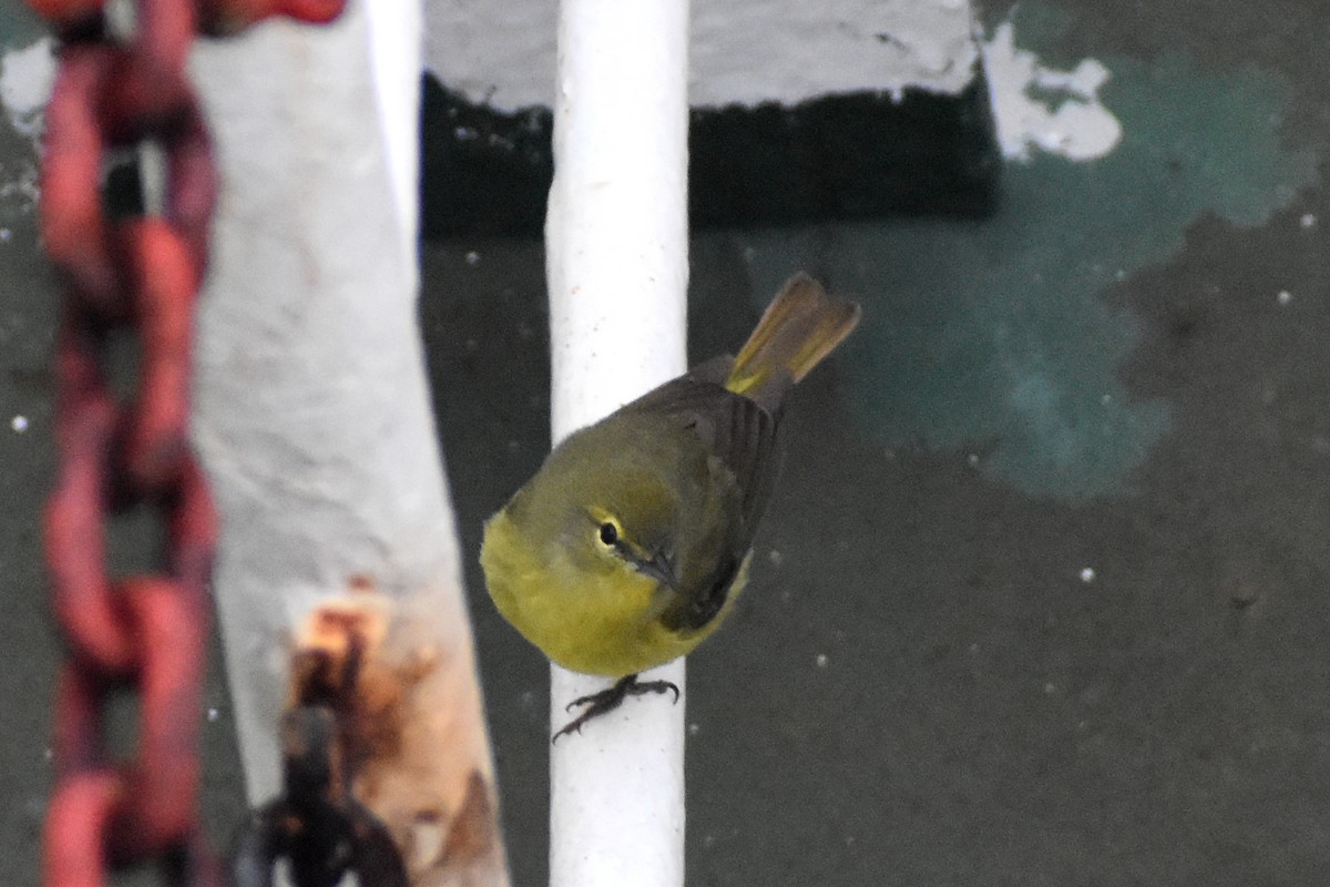 Orange-crowned Warbler (lutescens) - JD Paes