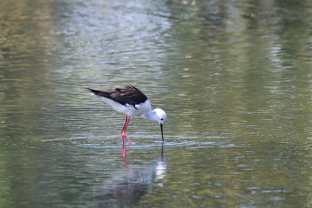 Black-winged Stilt - ML617748025