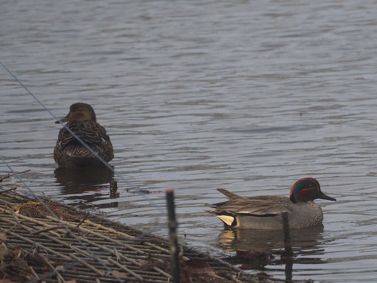 Green-winged Teal - ML617748060