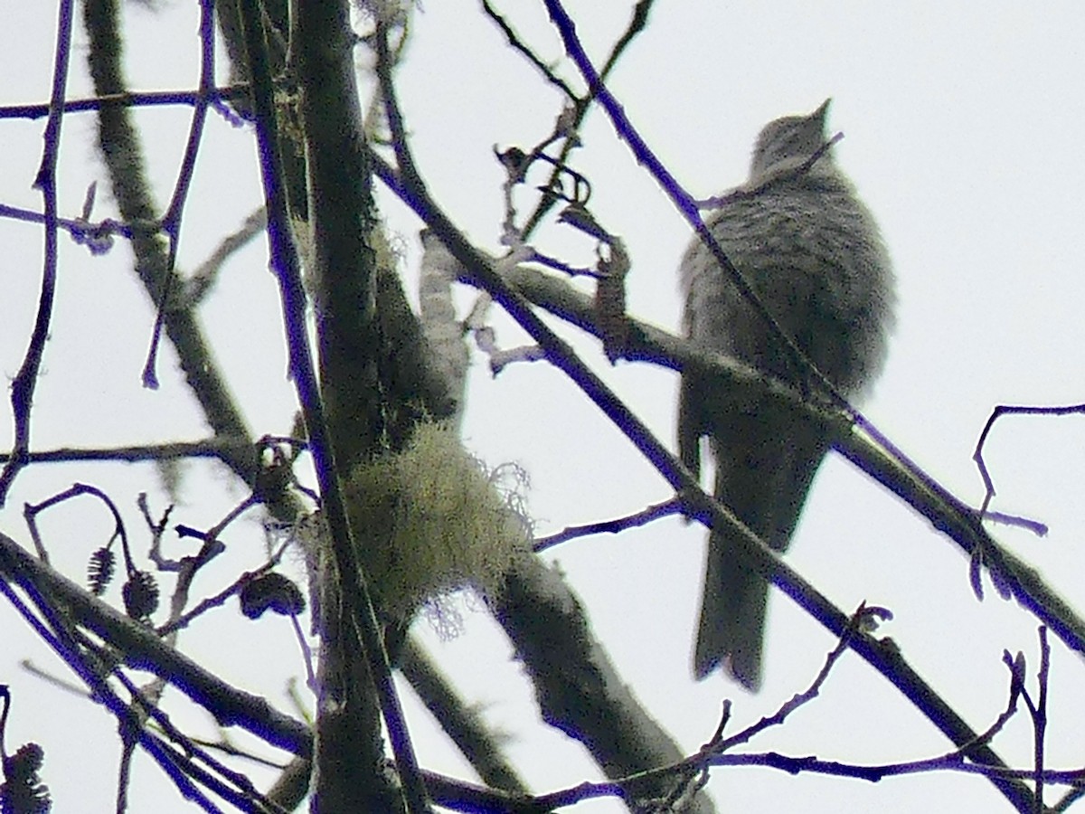 Townsend's Solitaire - Philip Dickinson