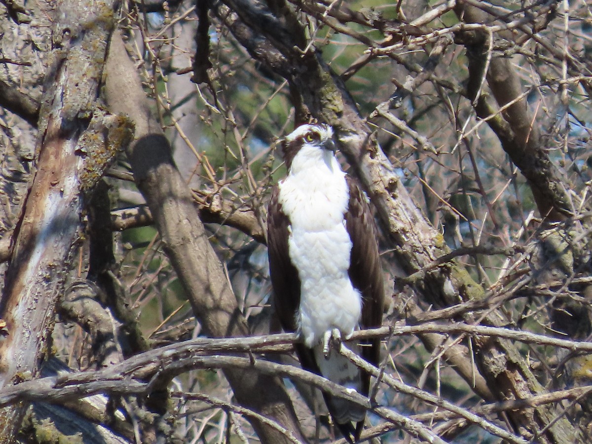 Balbuzard pêcheur - ML617748089