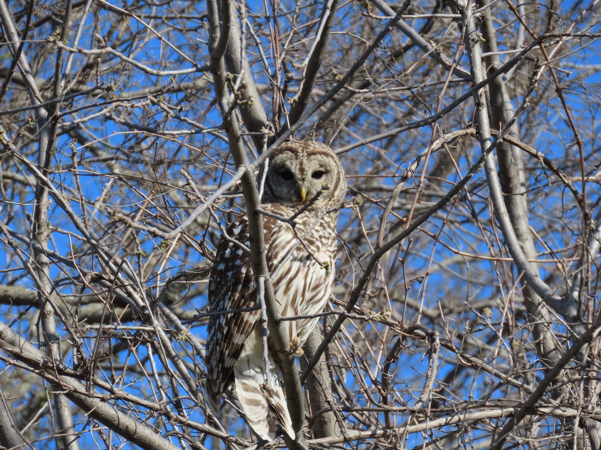 Barred Owl - ML617748133