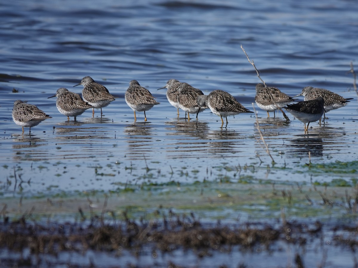 Lesser Yellowlegs - ML617748142