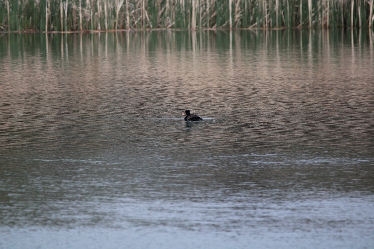 Surf Scoter - ML617748145