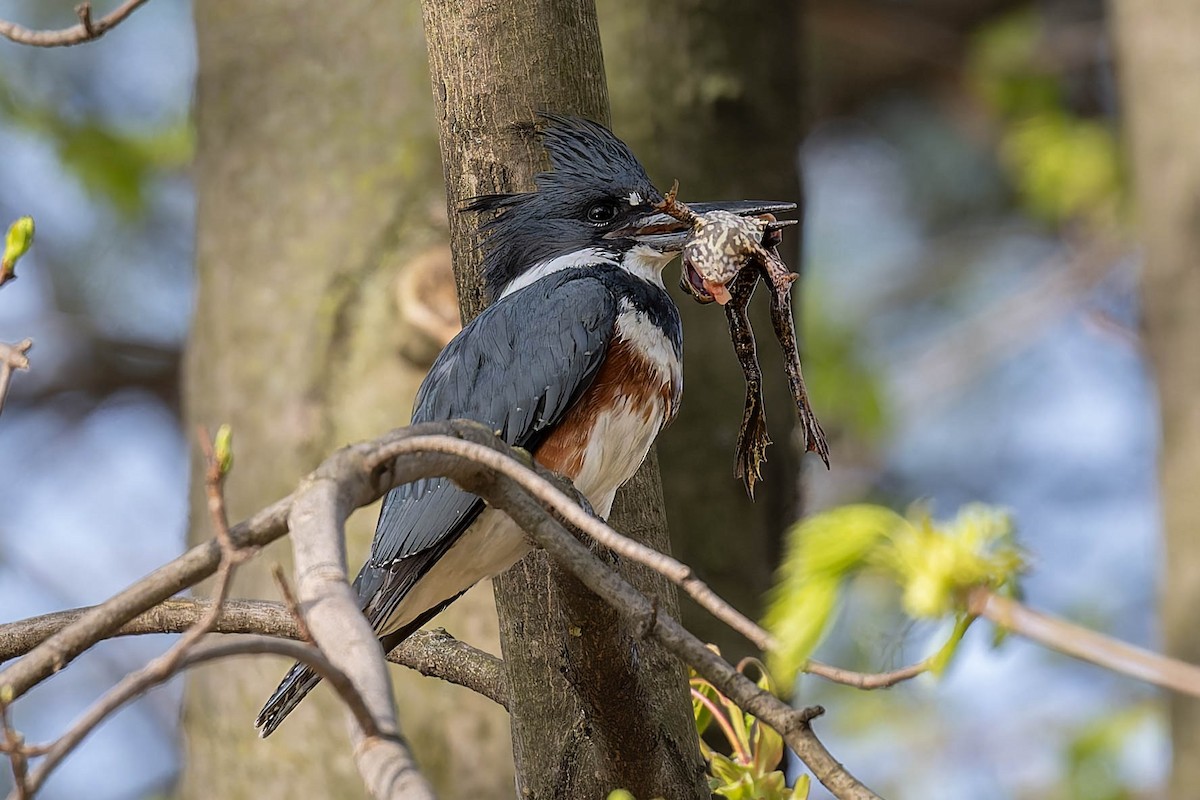 Belted Kingfisher - ML617748186