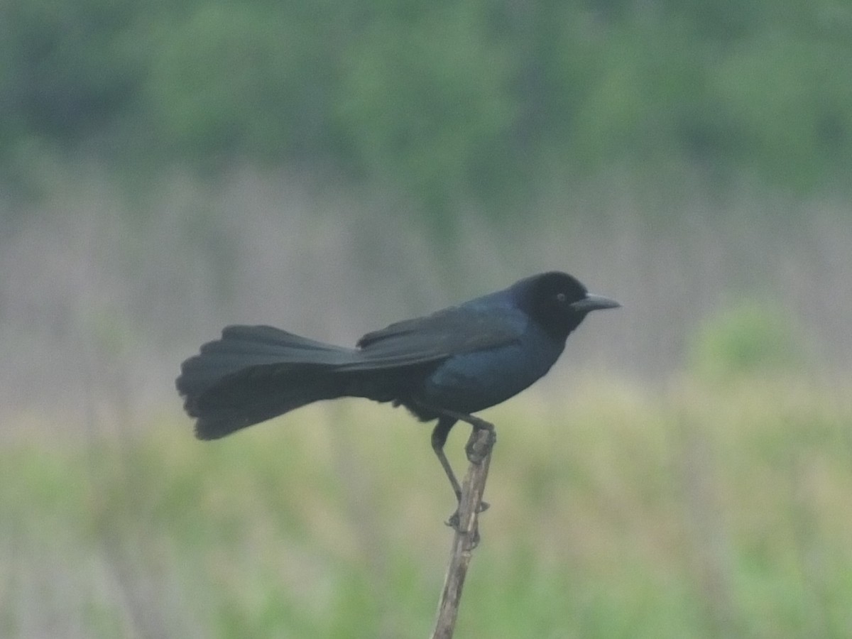 Boat-tailed Grackle - Carson Lambert