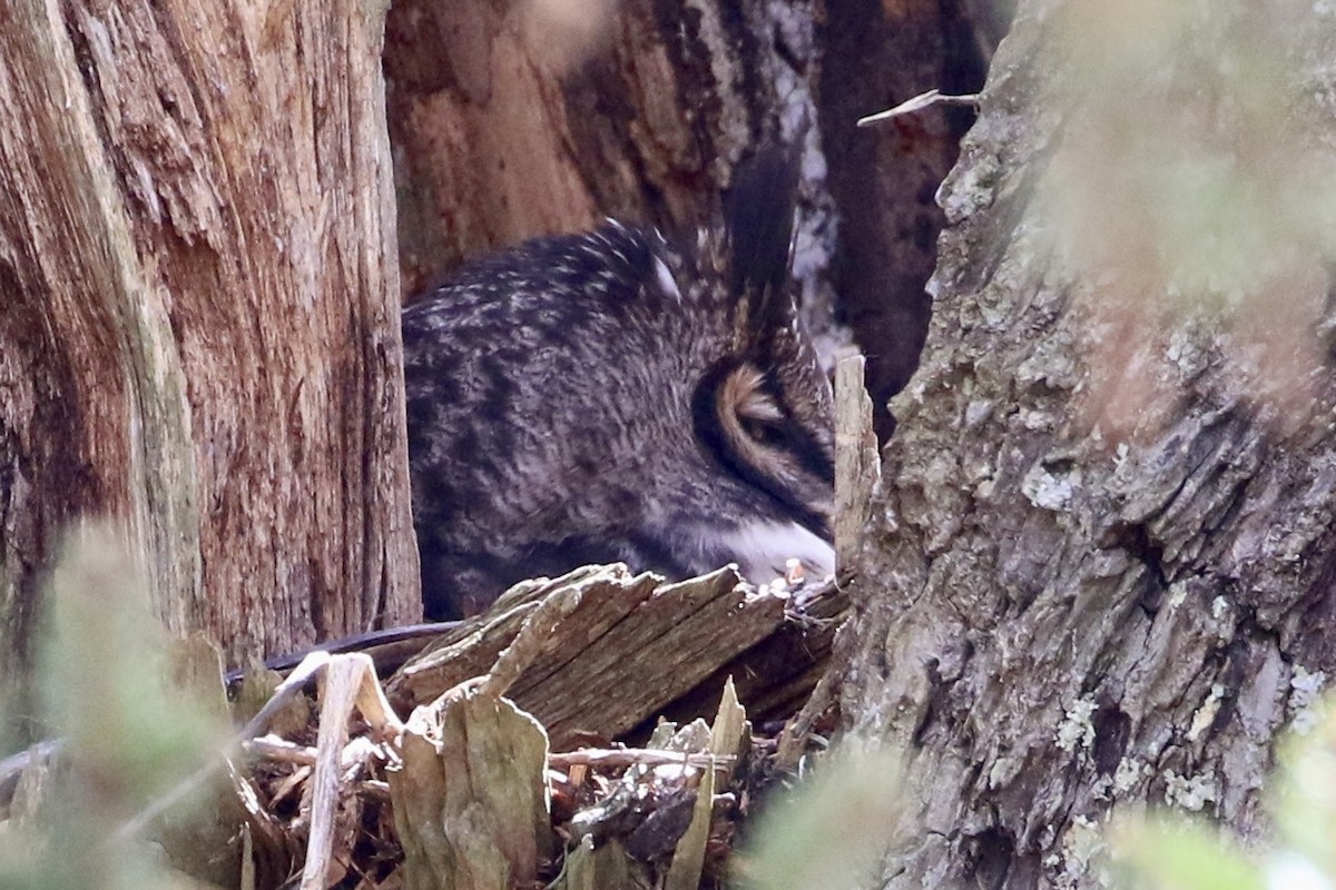 Great Horned Owl - Trudy Rottino