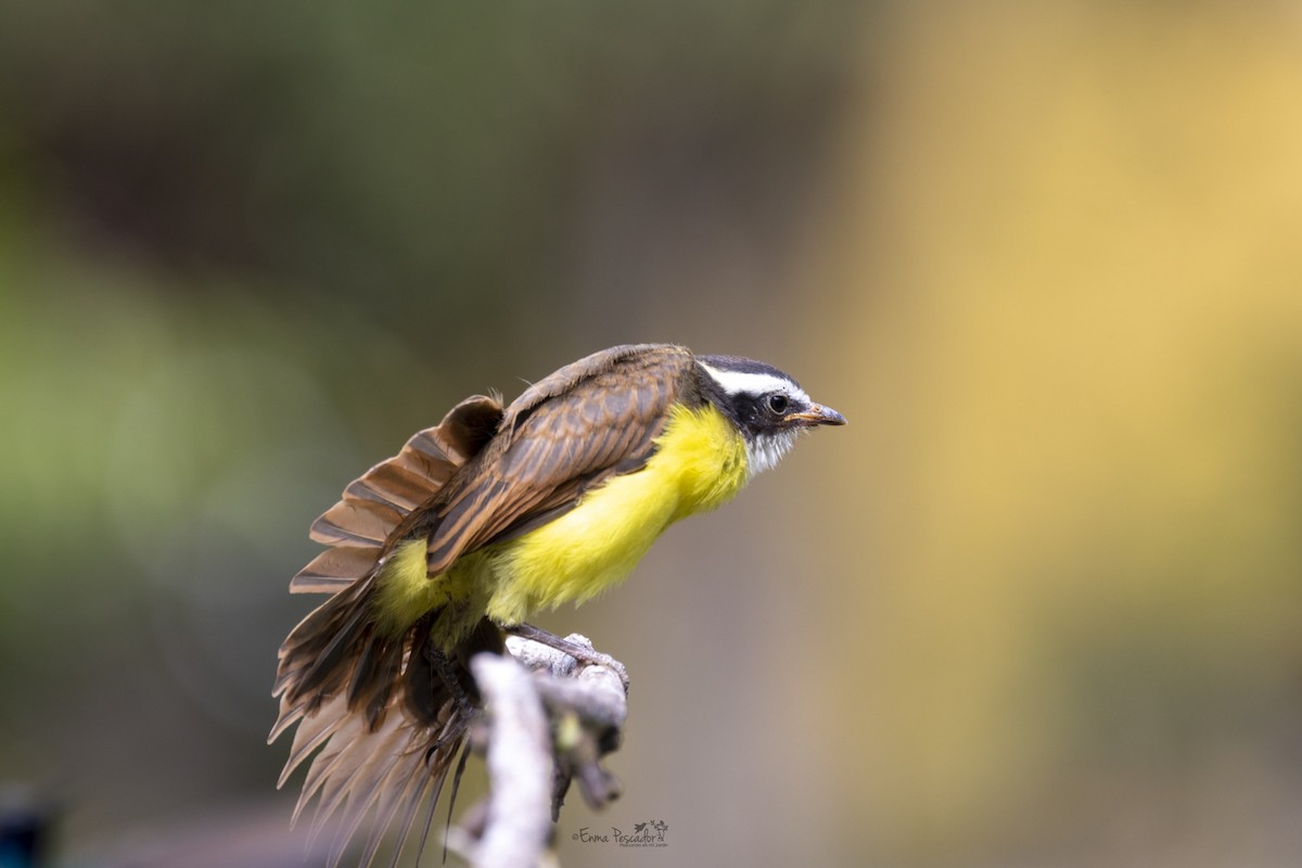 Rusty-margined Flycatcher - ML617748289