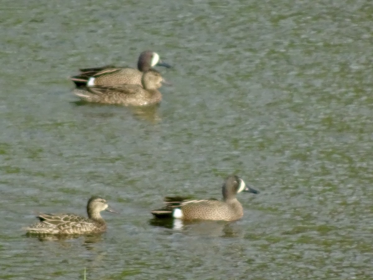 Blue-winged Teal - ML617748347