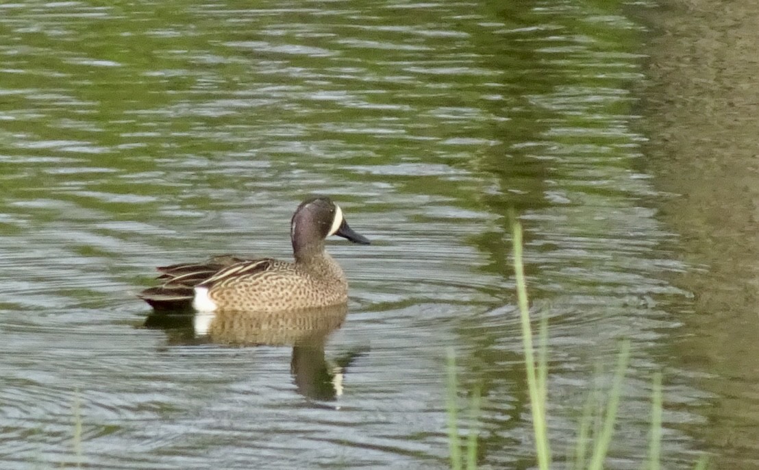 Blue-winged Teal - ML617748348