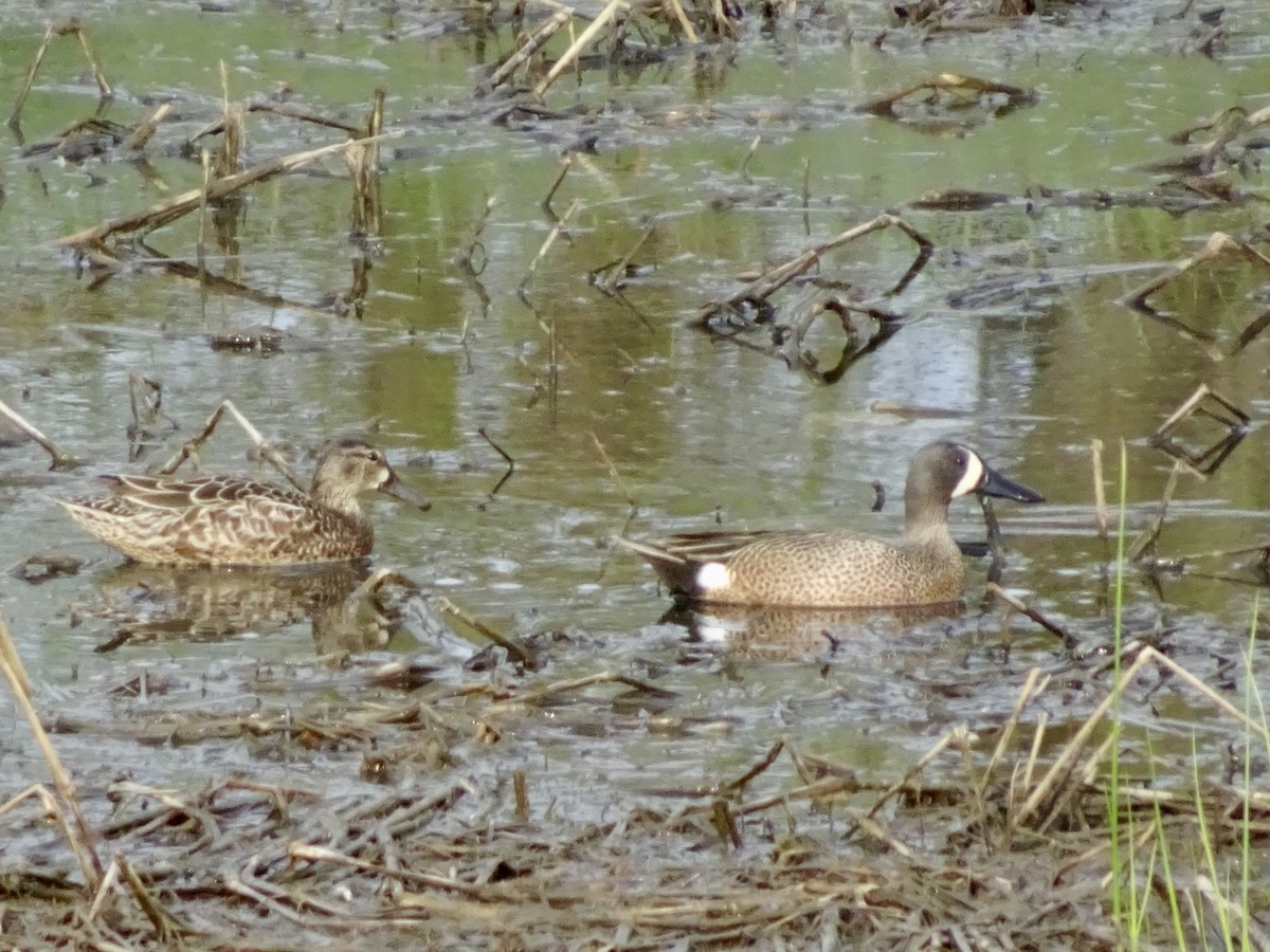 Blue-winged Teal - ML617748349