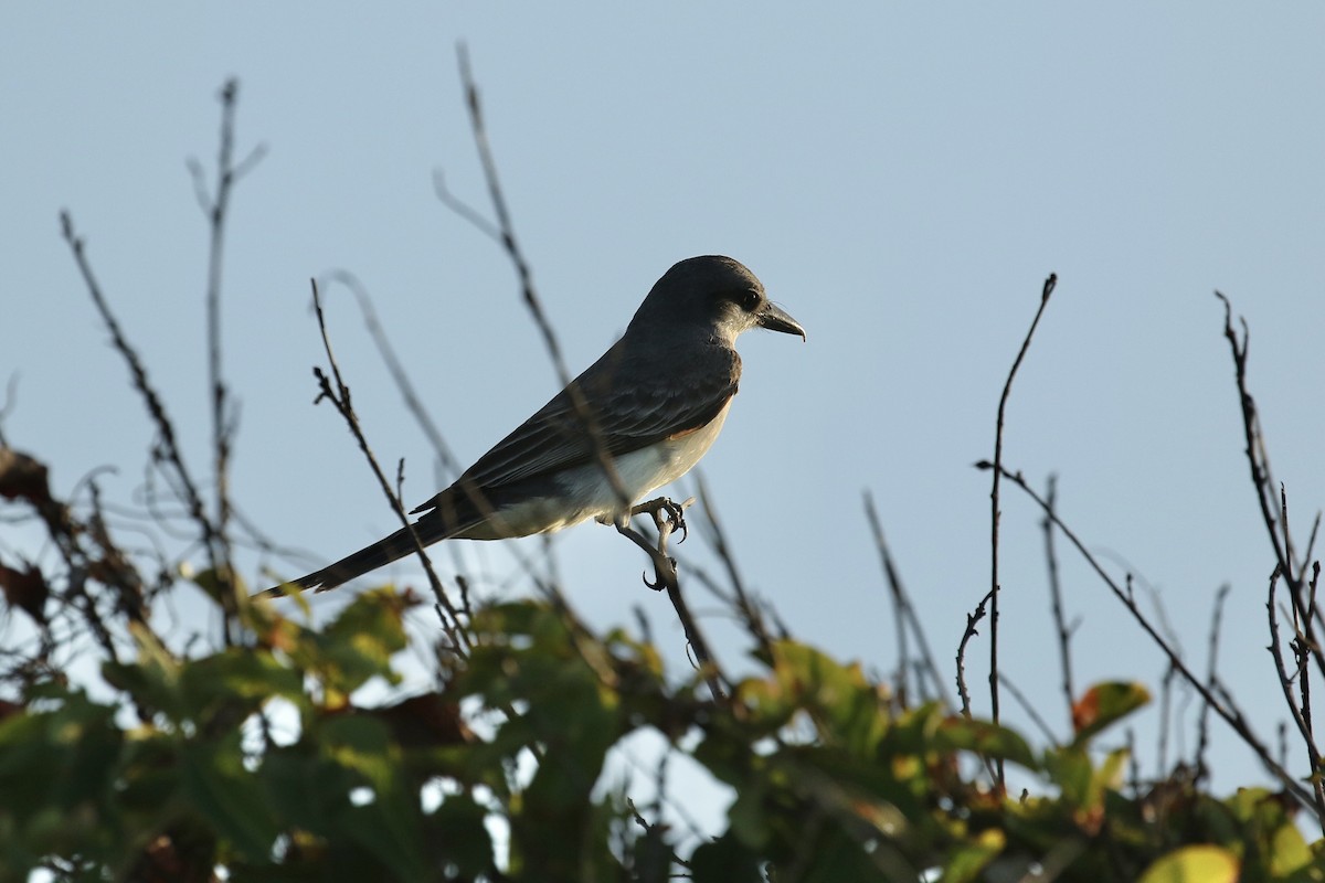 Gray Kingbird - ML617748357