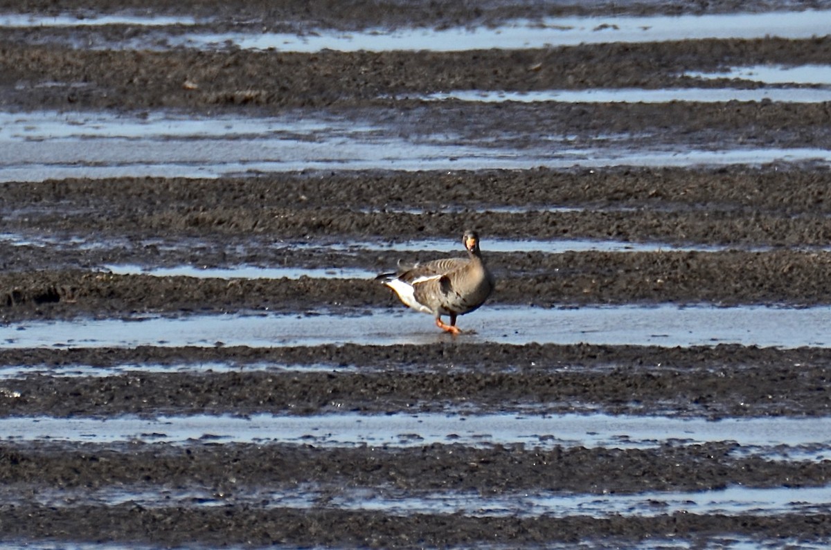 Greater White-fronted Goose - ML617748362