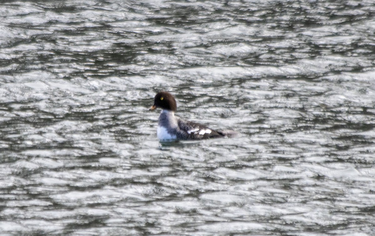 Barrow's Goldeneye - ML617748364