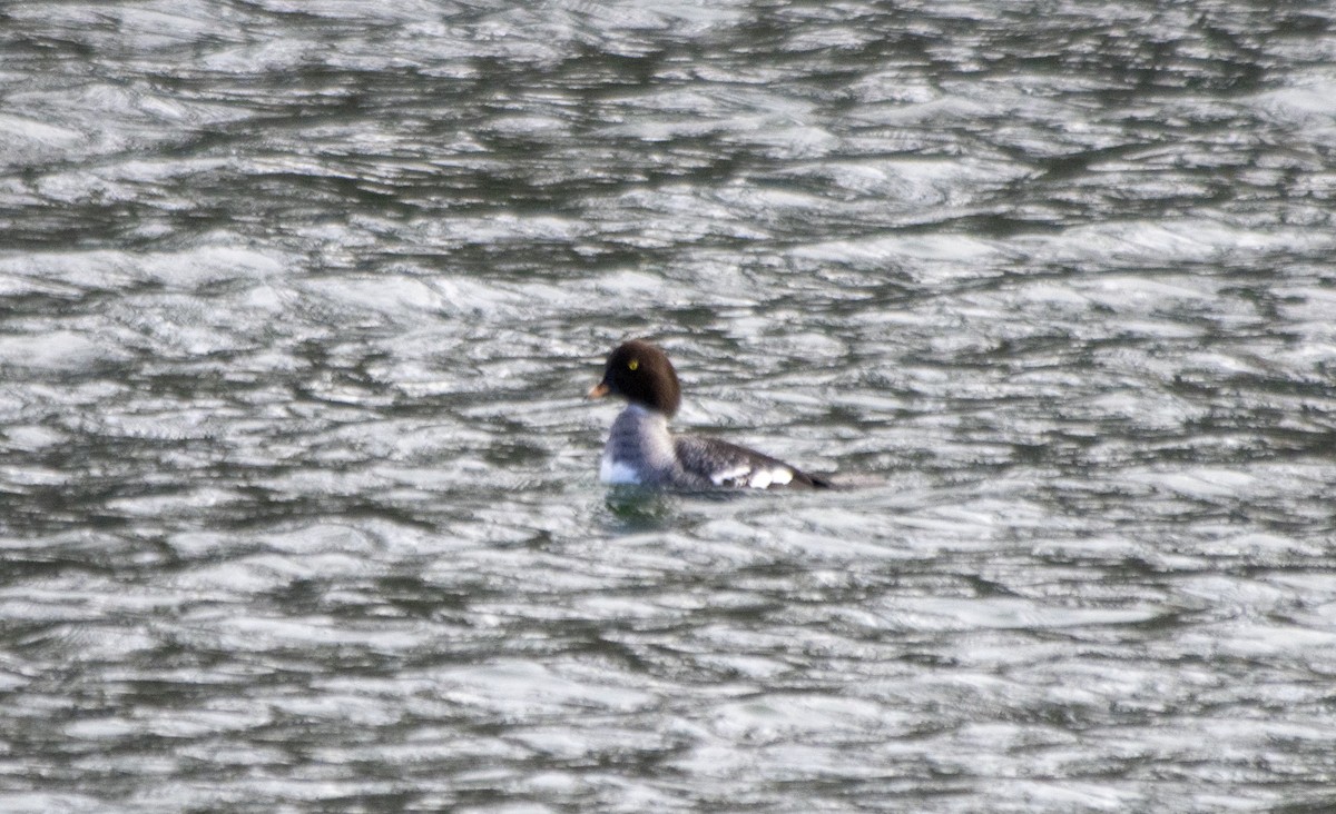 Barrow's Goldeneye - ML617748365