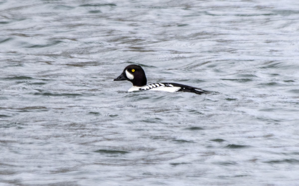 Barrow's Goldeneye - ML617748402