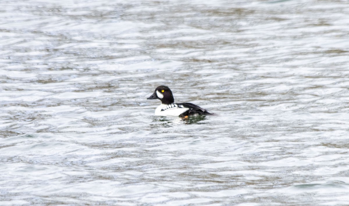 Barrow's Goldeneye - ML617748403