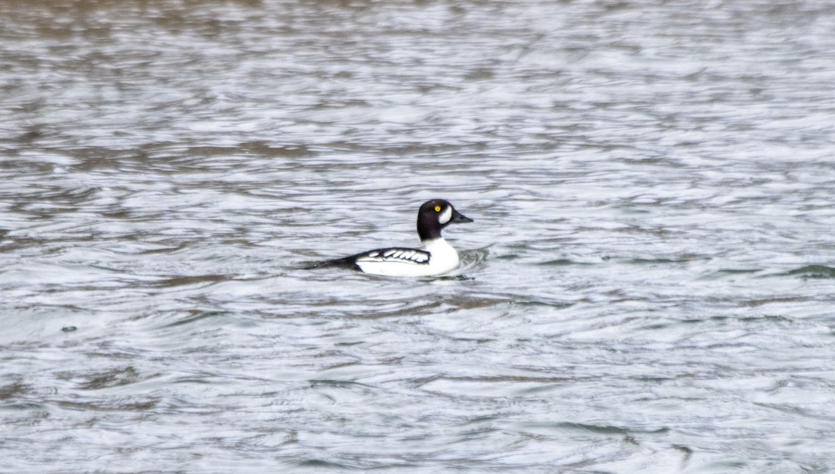 Barrow's Goldeneye - ML617748405