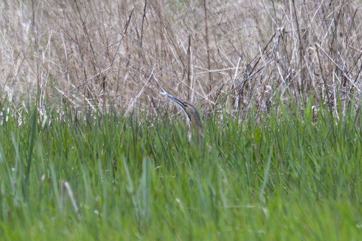 American Bittern - ML617748437