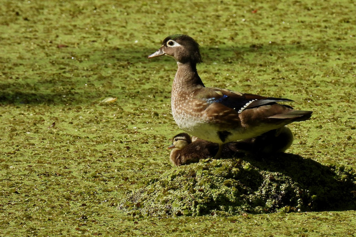 Wood Duck - ML617748460