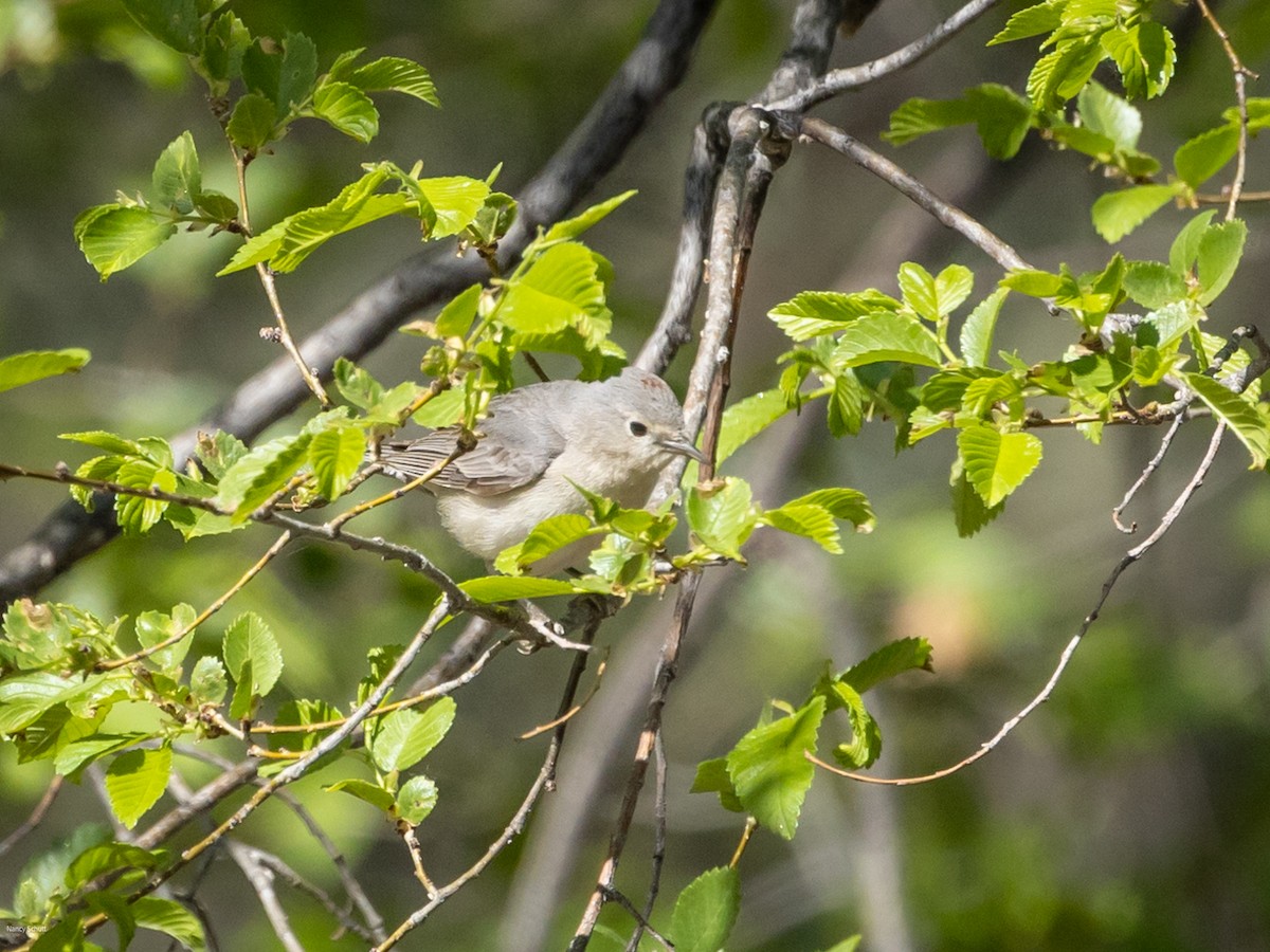 Lucy's Warbler - ML617748480
