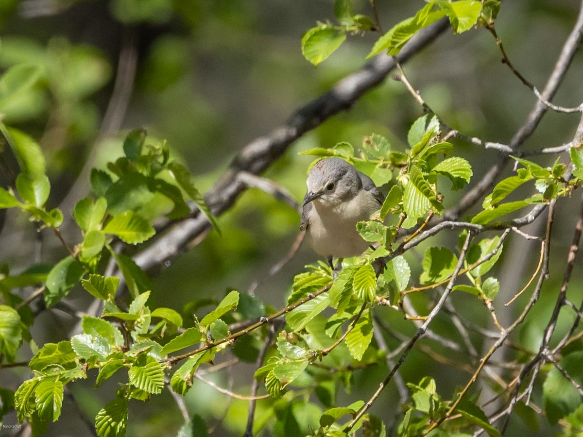 Lucy's Warbler - ML617748481