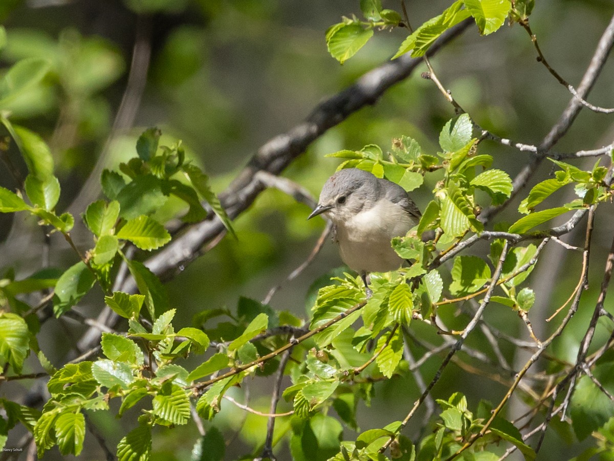 Lucy's Warbler - ML617748482