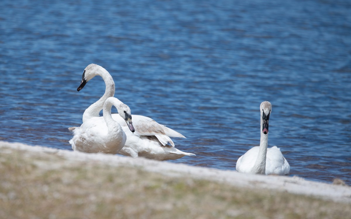 Hybride Cygne tuberculé x C. trompette - ML617748487