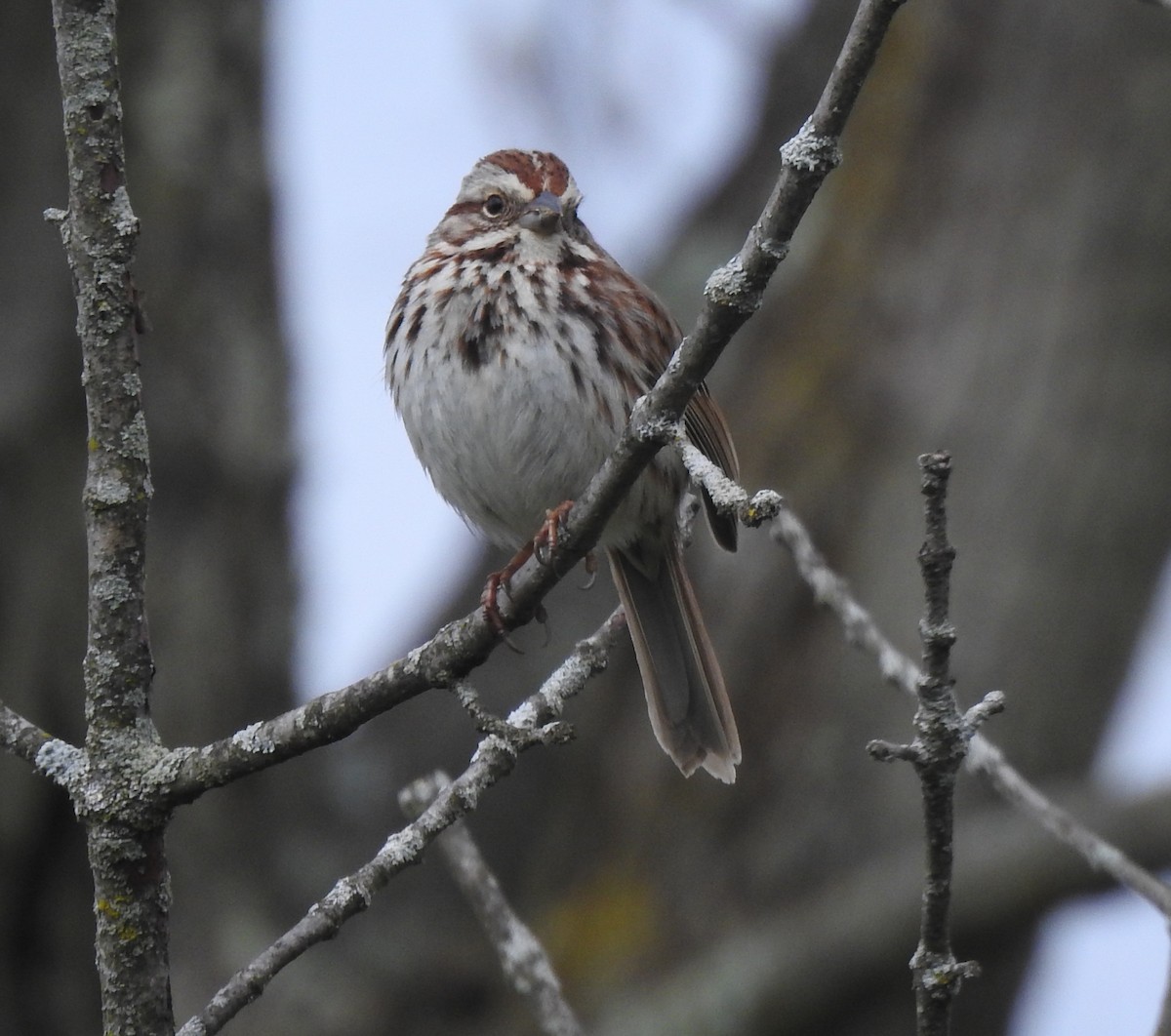 Song Sparrow - ML617748504