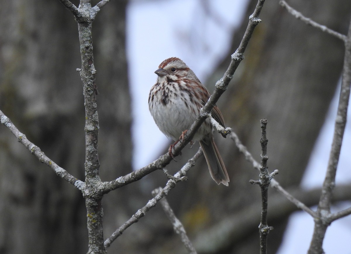 Song Sparrow - ML617748506