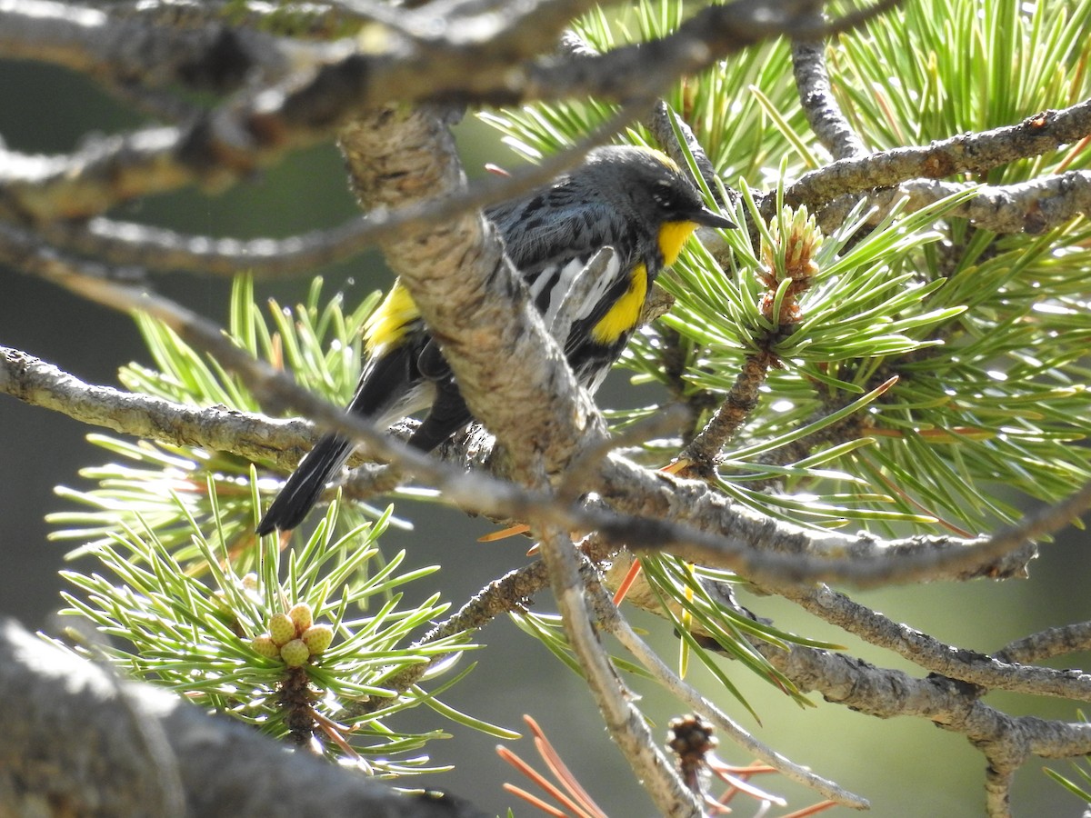 Yellow-rumped Warbler (Audubon's) - Tina Toth