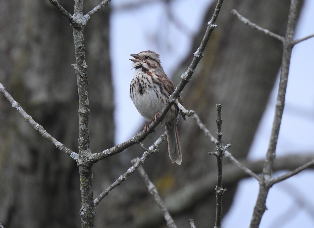 Song Sparrow - ML617748512