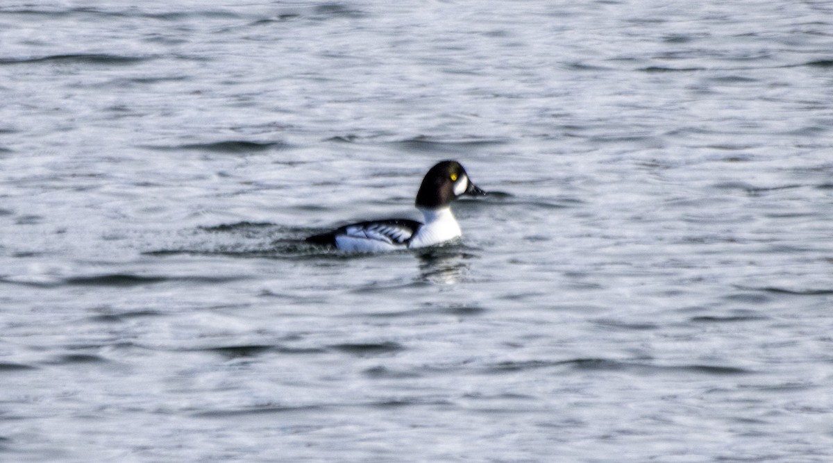 Common x Barrow's Goldeneye (hybrid) - ML617748522