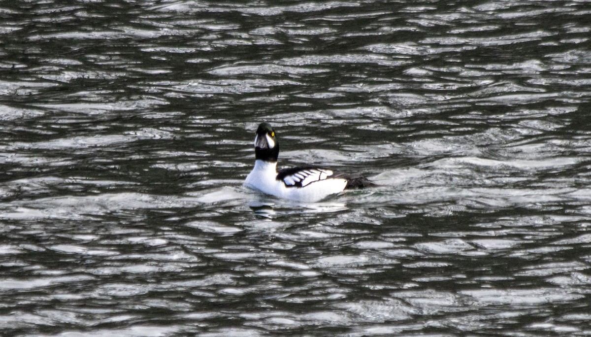 Common x Barrow's Goldeneye (hybrid) - ML617748523