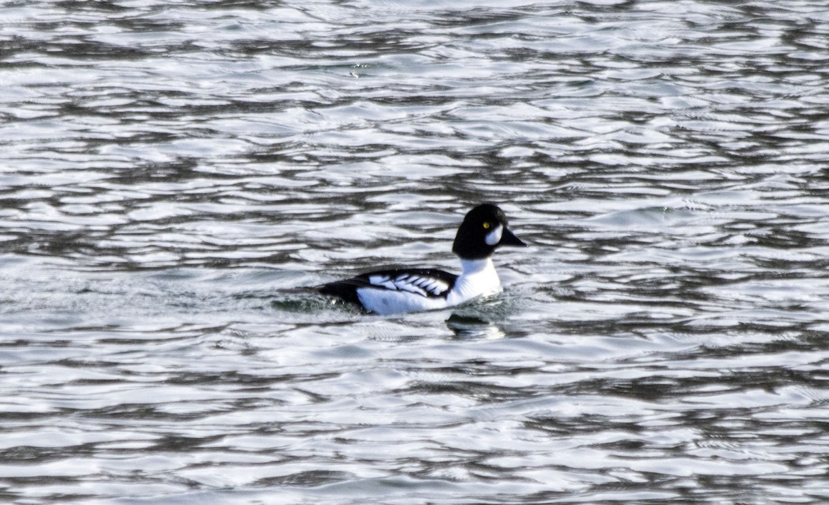 Common x Barrow's Goldeneye (hybrid) - ML617748524