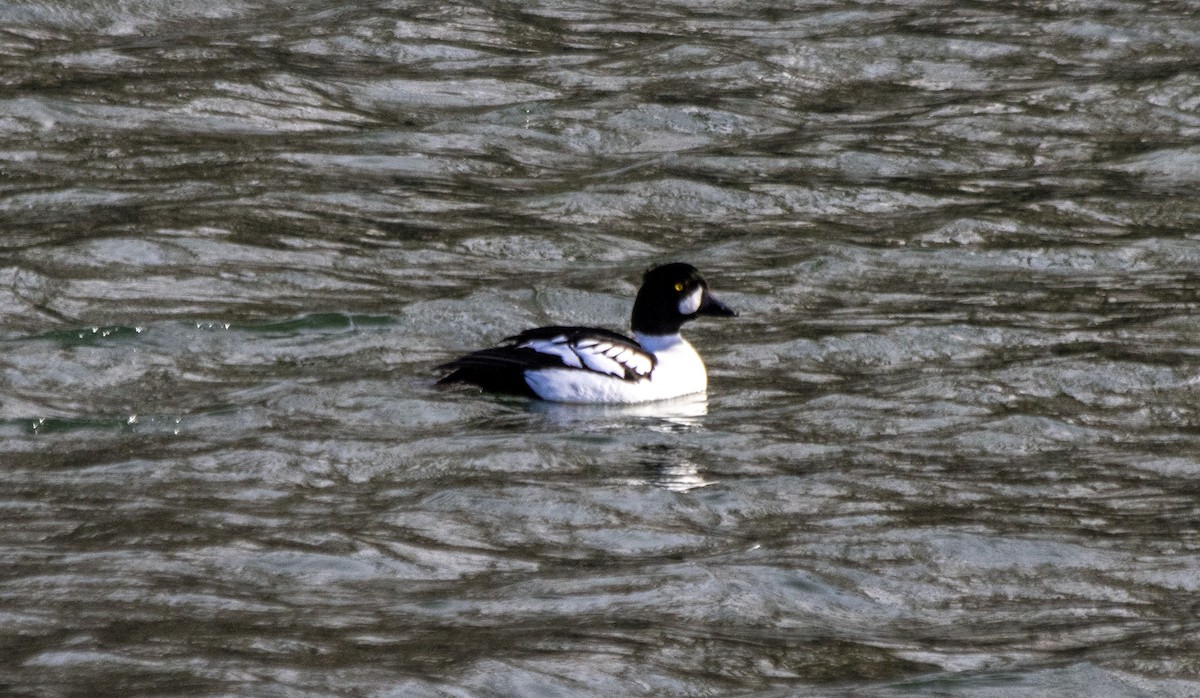 Common x Barrow's Goldeneye (hybrid) - ML617748525