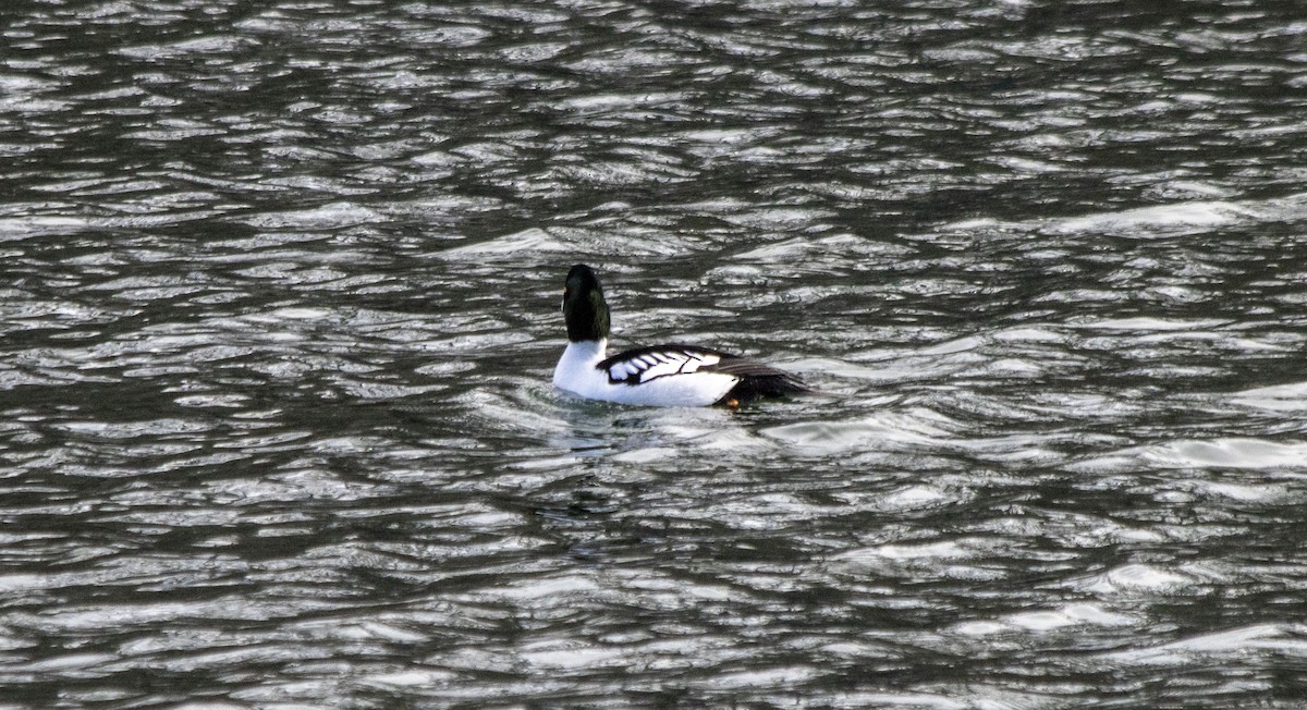 Common x Barrow's Goldeneye (hybrid) - ML617748531