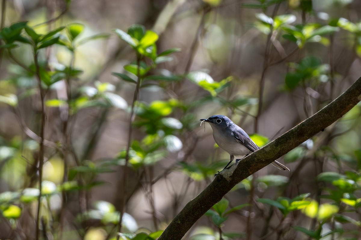Blue-gray Gnatcatcher - ML617748540