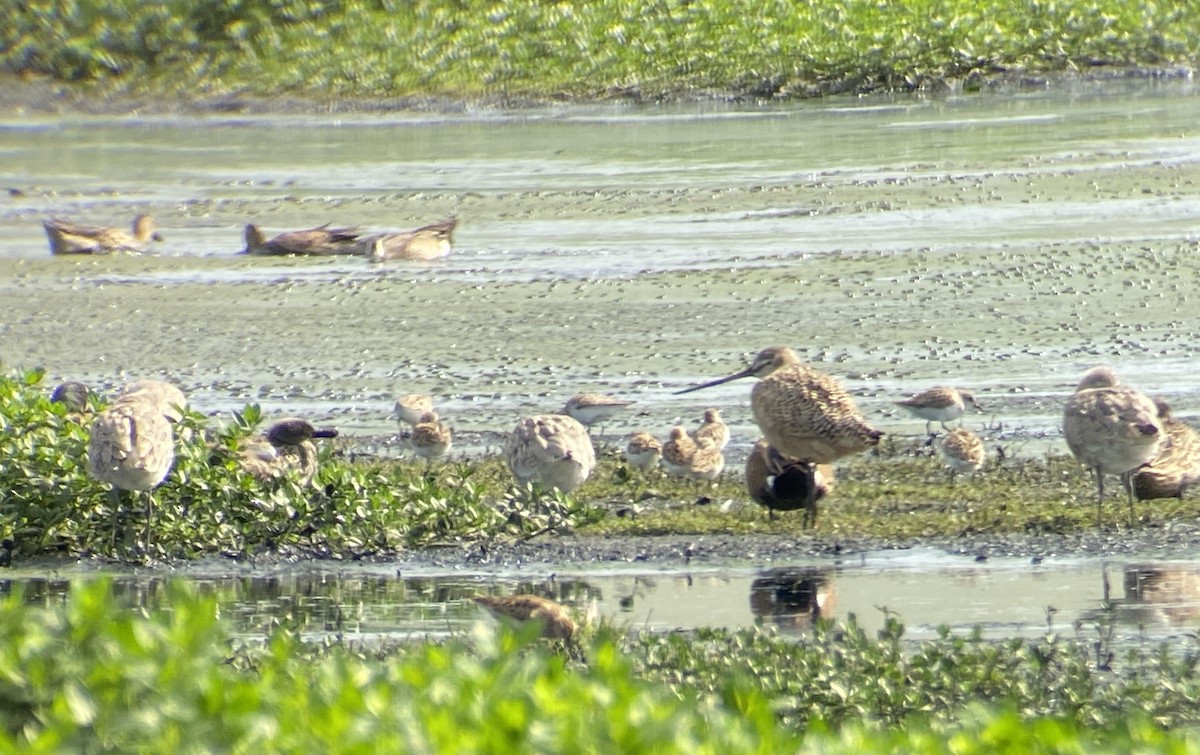 Marbled Godwit - ML617748541