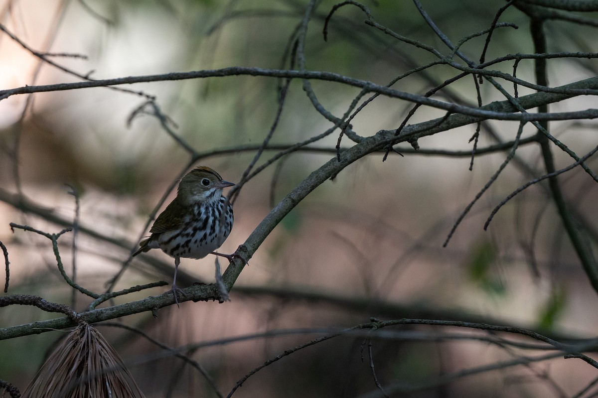 Ovenbird - ML617748552