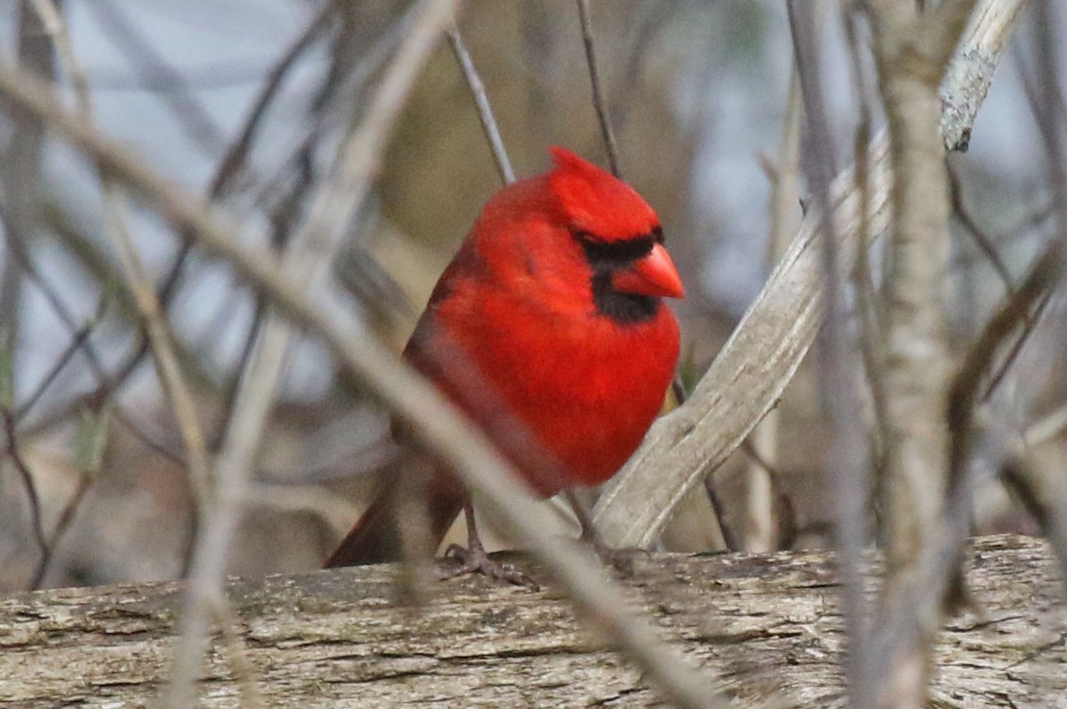 Northern Cardinal - ML617748554