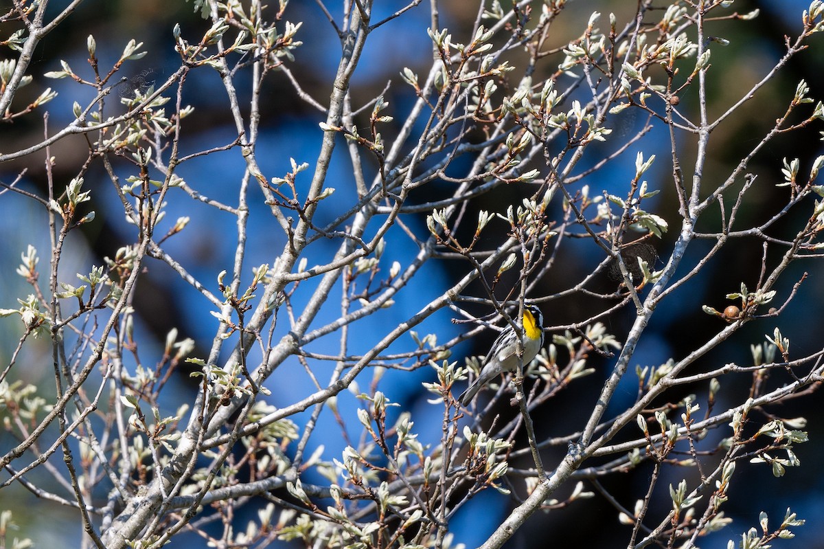 Yellow-throated Warbler - ML617748563