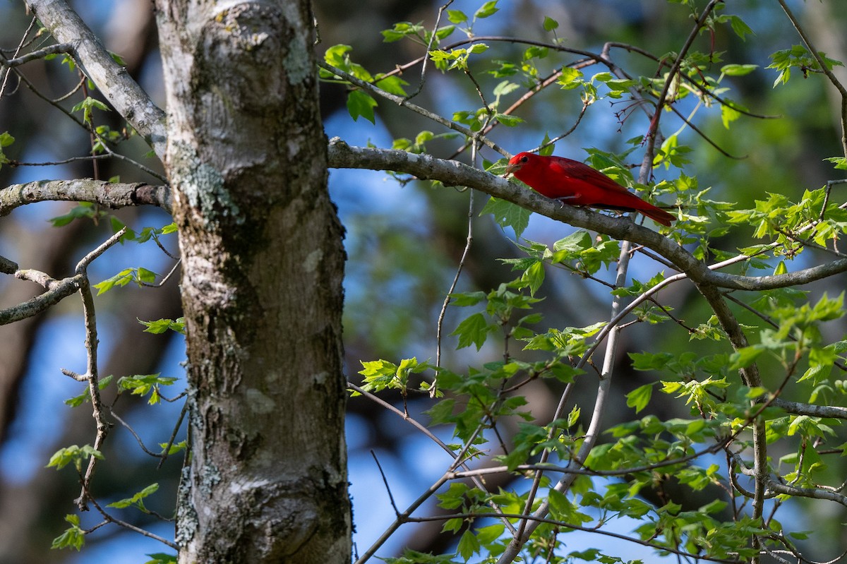 Summer Tanager - ML617748568