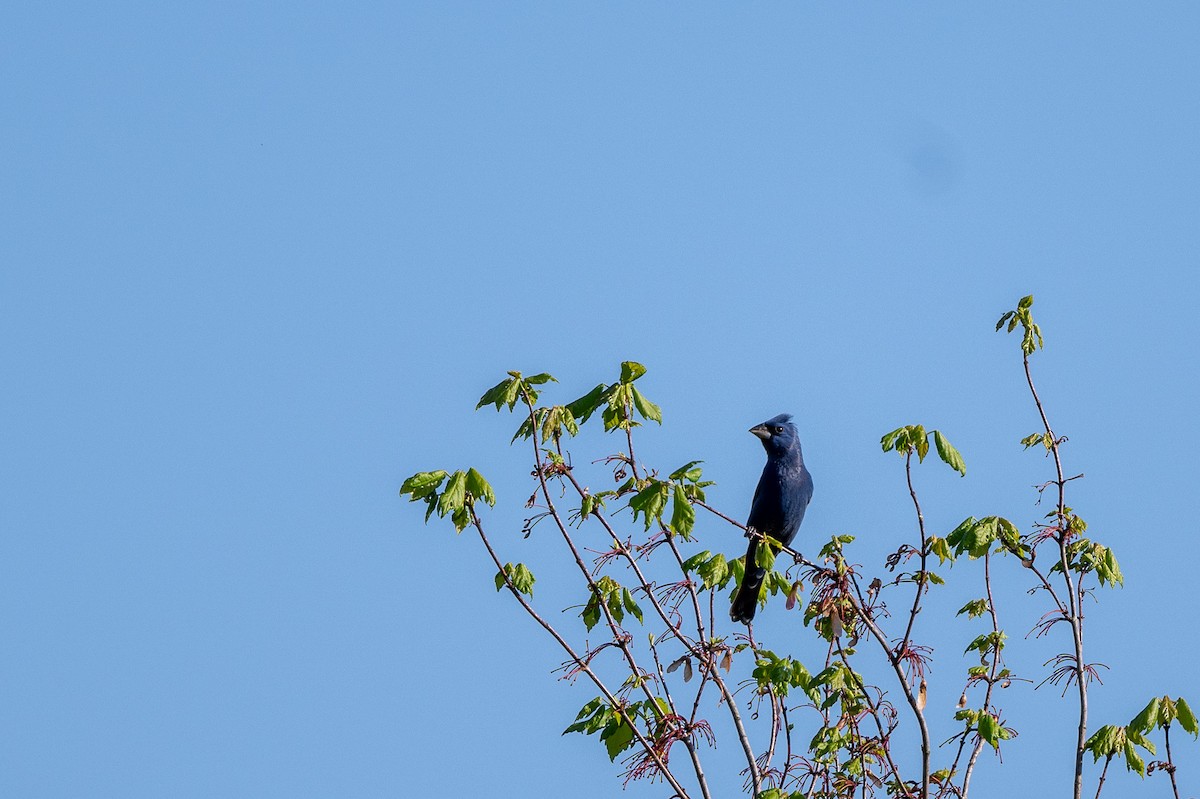 Blue Grosbeak - ML617748583