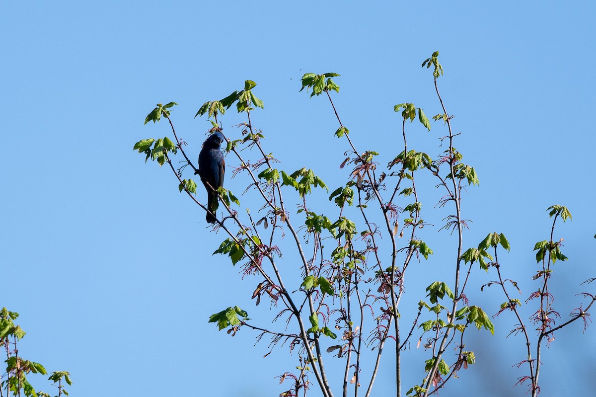 Blue Grosbeak - ML617748584