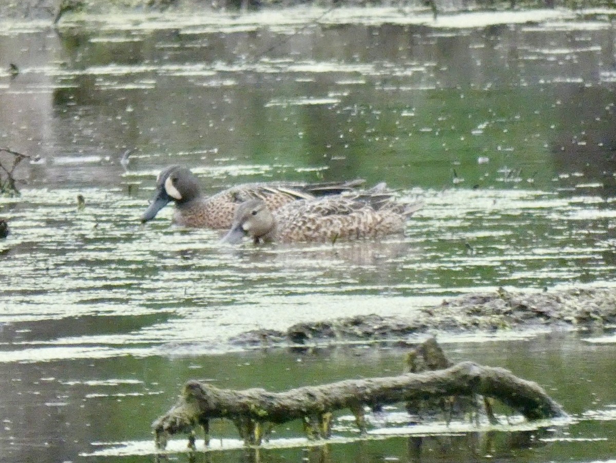 Blue-winged Teal - ML617748605