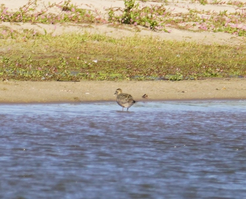 American Golden-Plover - ML617748621