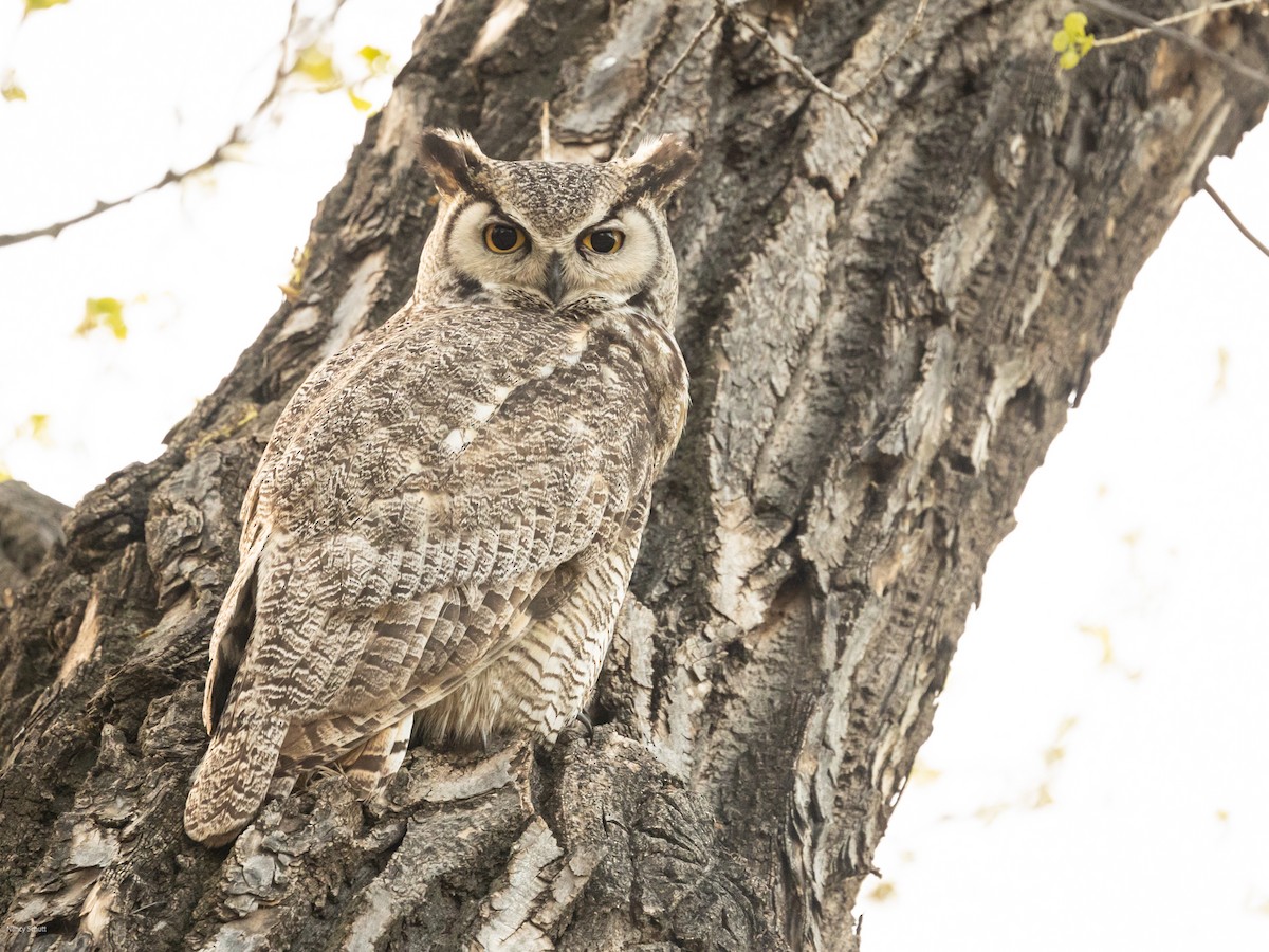 Great Horned Owl - ML617748622